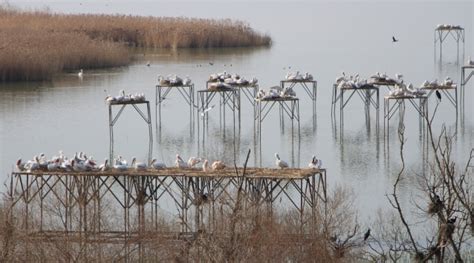 P­e­l­i­k­a­n­l­a­r­ ­M­a­n­y­a­s­­t­a­ ­k­u­l­u­ç­k­a­y­a­ ­y­a­t­t­ı­